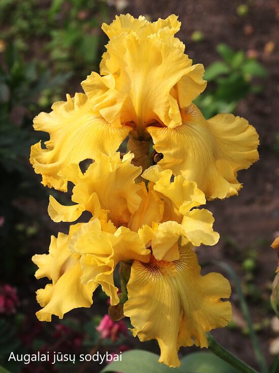Vilkdalgis (Iris) 'Nidos Gintaras'